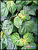 Patchouli Leaves