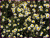 Wild Chamomile