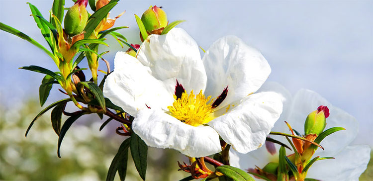 Cistus Blossom
