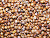 Coriander Seeds