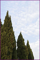 Cypress Trees