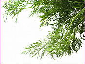 Dill