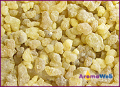 Frankincense Tears 