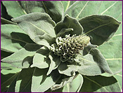 Mullein