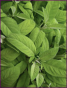 Sage