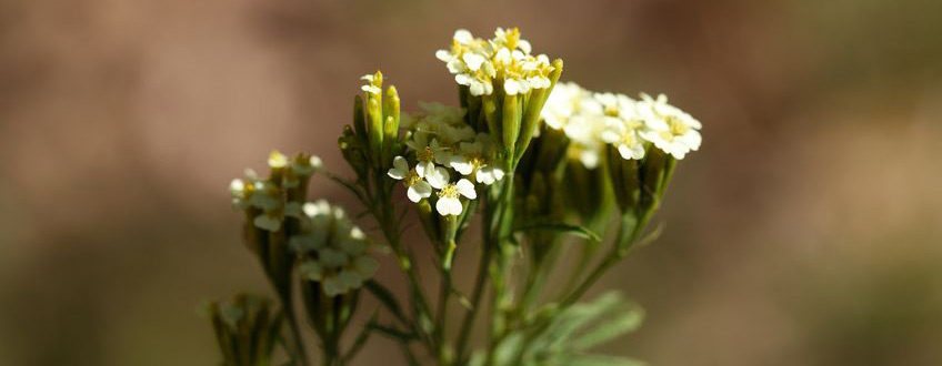 Tagetes Flowering
