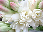 Tuberose