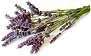 Lavender Sprig