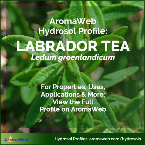 Labrador Tea Hydrosol / Ledum Hydrosol