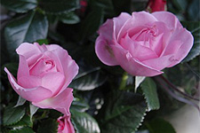 Fragrant Roses