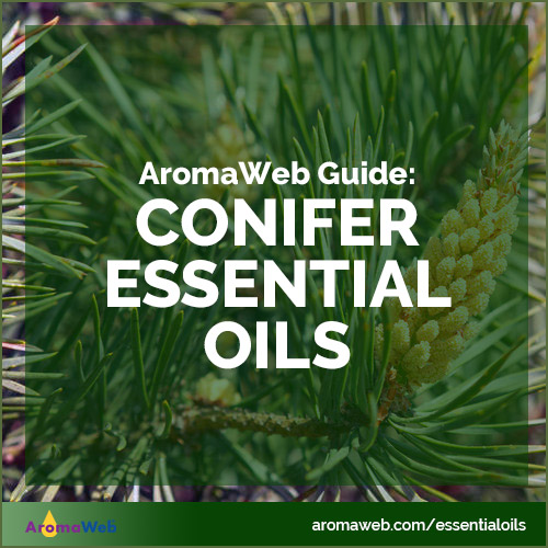 Guide to Conifer Essential Oils