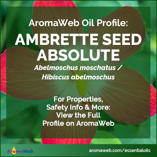 Ambrette Seed Absolute