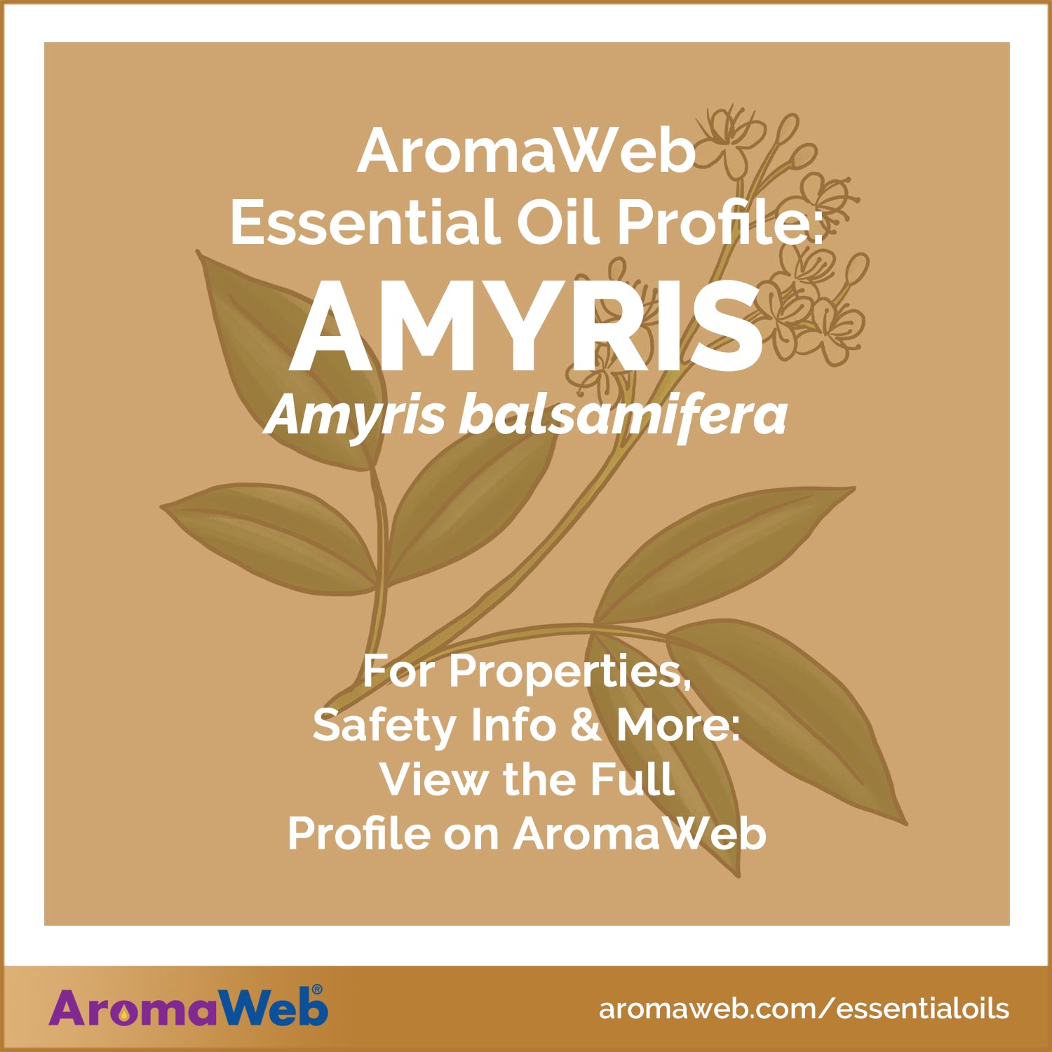 Amyris Essential Oil Profile