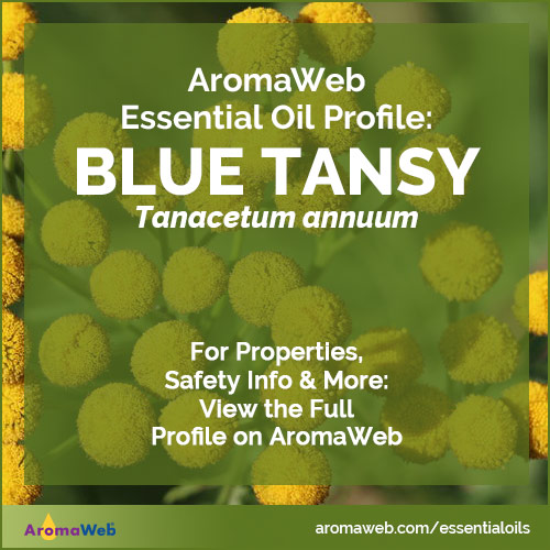 Blue Tansy Essential Oil Profile
