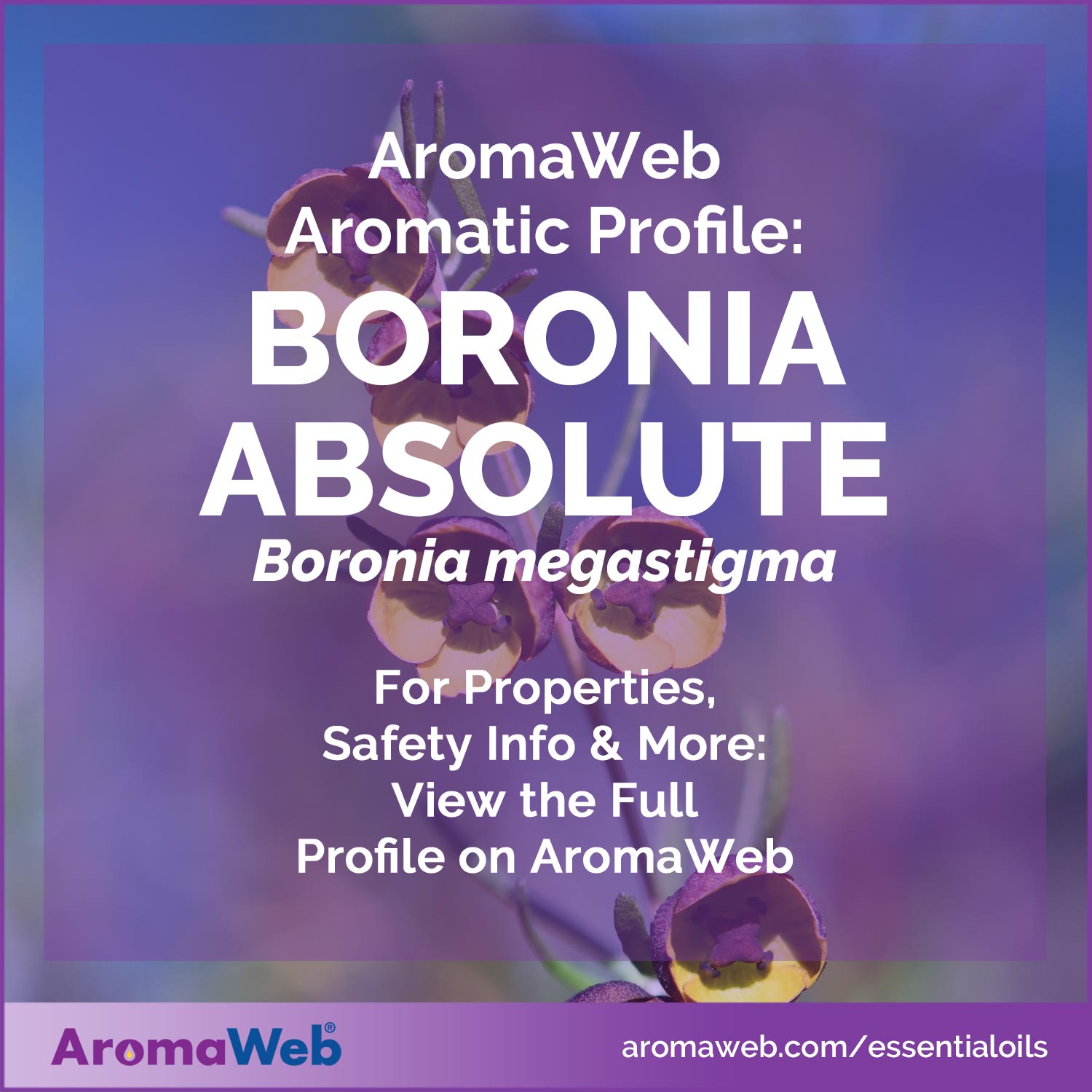 Social Media Image for AromaWeb's Boronia Absolute Profile