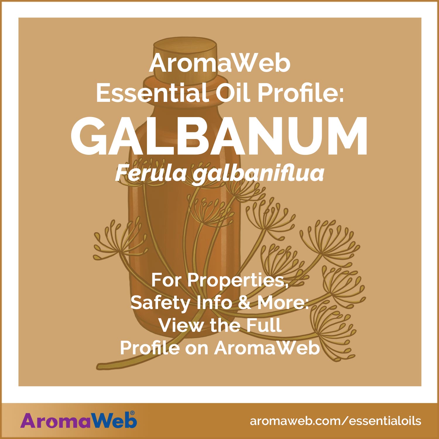 Galbanum Essential Oil Profile