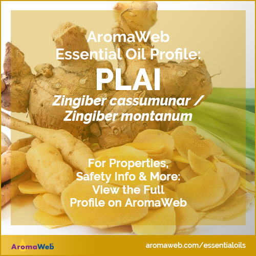 Plai Essential Oil Profile