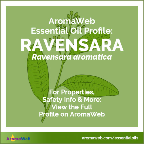 Ravensara Essential Oil Profile