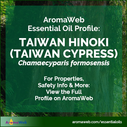 Taiwan Hinoki Essential Oil Profile