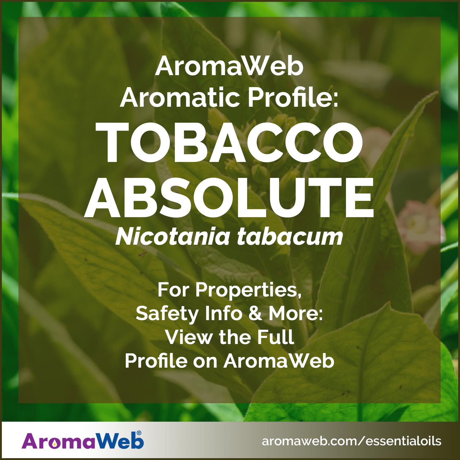 Social Media Image for AromaWeb's Tobacco Absolute Profile