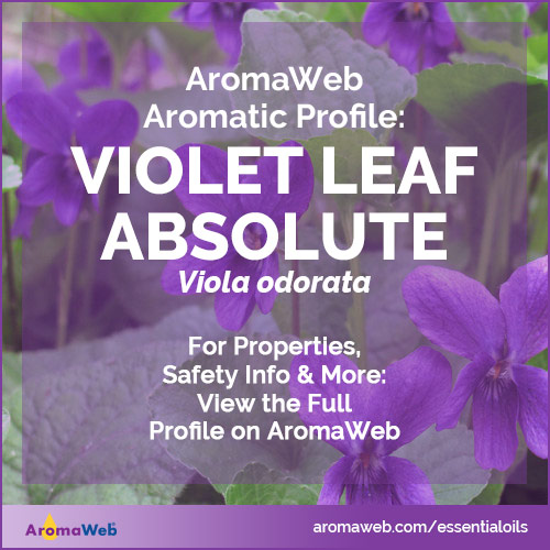 Violet Leaf Absolute Profile