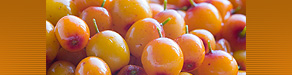 Essential Fatty Acids