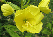 Evening Primrose