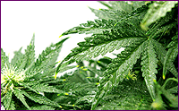 Hemp Leaves