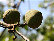 Kukui Nuts