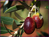 Olives on Branch
