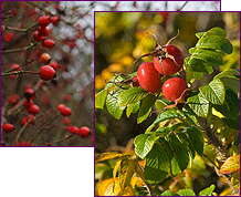 Rose Hips