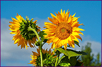 Sunflowers