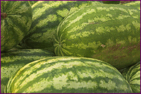 Watermelons