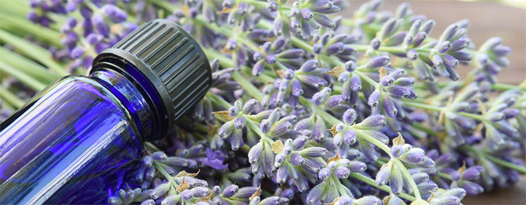 Essential Oil and Aromatherapy Resources