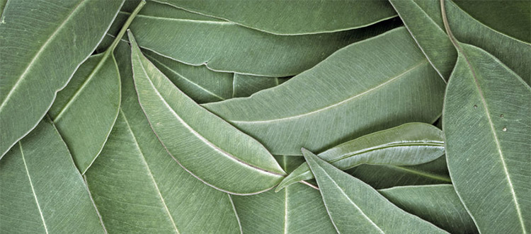 Eucalyptus Radiata Leaves