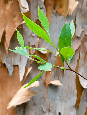 Eucalyptus Globulus or Globulous Essential Oil - Born to Bio - Born to Bio