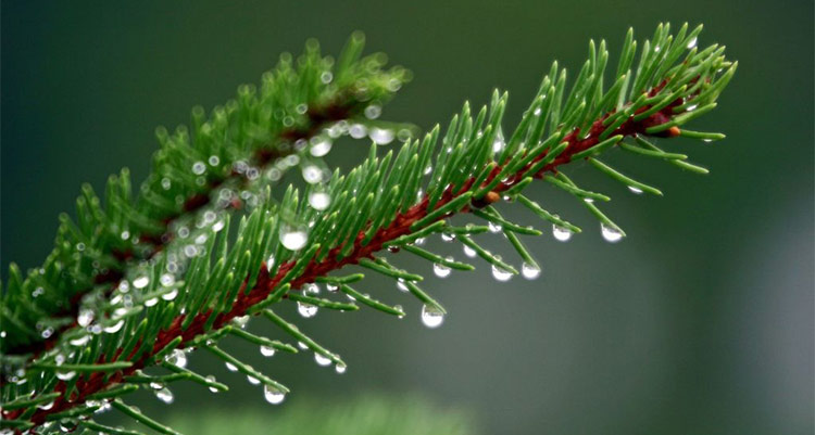 An In-Depth Look at Fir Needle Essential Oil