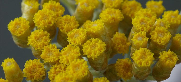 Helichrysum Italicum Flowers