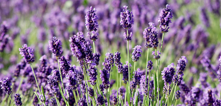 Lavender in Bloom