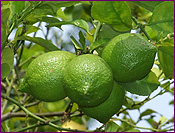 Limes Ready to Be Picked