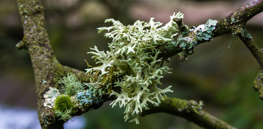 Oakmoss Absolute Uses and Benefits