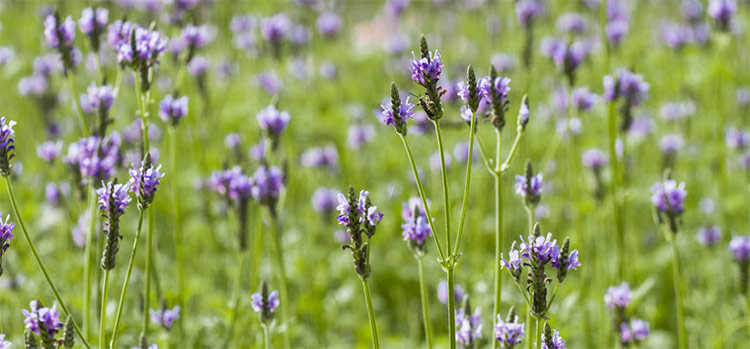 Spike Lavender Flowers