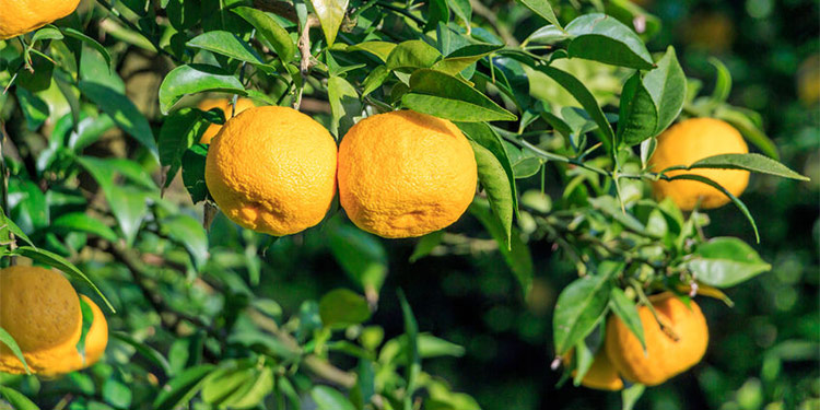 Yuzu Essential Oil Citrus Junos Japan Tart Sweet Meyer Lemon Like