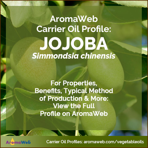 Photo of a jojoba plant surrounded by text that says AromaWeb Carrier Oil Profile: Jojoba