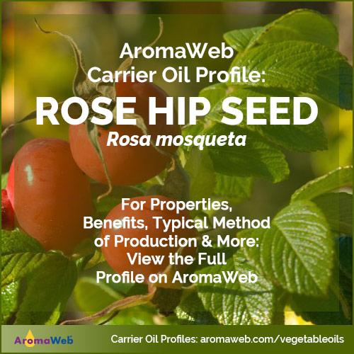 Photo of rose hips hanging from rose shrub surrounded by text that says AromaWeb Carrier Oil Profile: Rose Hip Seed