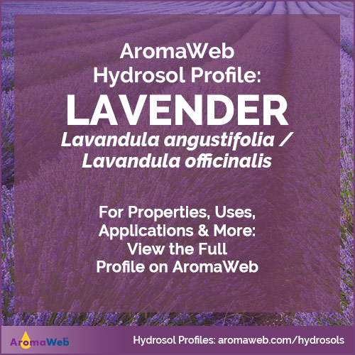 Photo of a lavender field and text that says AromaWeb Hydrosol Profile: Lavender