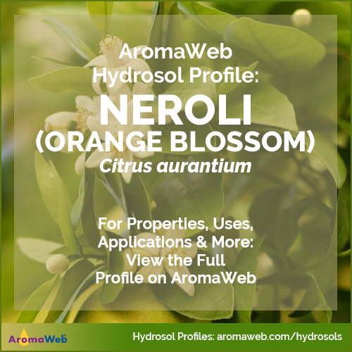 Photo of neroli blossoms surrounded by text that says AromaWeb Hydrosol Profile: Neroli
