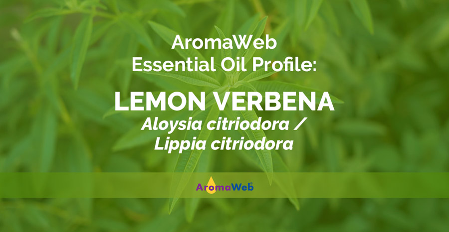 Pure Herbs Lemon Verbena 100% Pure & Natural Citriodora Aloysia Essential  Oil