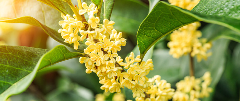 Osmanthus in Bloom