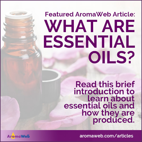 Photo of an amber bottle of essential oil surrounded by rose petals with text that says What are Essential Oils?